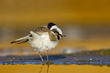 Image. Little Ringed Plover