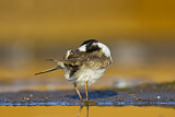 Image. Little Ringed Plover