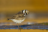 Image. Little Ringed Plover