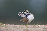 Image. Little Ringed Plover