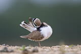 Image. Little Ringed Plover