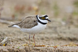 Image. Little Ringed Plover