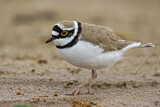 Image. Little Ringed Plover