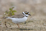 Image. Little Ringed Plover
