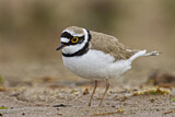 Image. Little Ringed Plover