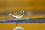 Image. Little Ringed Plover