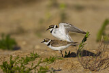 Image. Little Ringed Plover