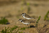 Image. Little Ringed Plover