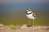 Image. Little Ringed Plover