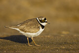 Image. Little Ringed Plover