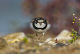 Image. Little Ringed Plover