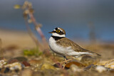 Image. Little Ringed Plover