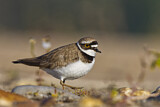 Image. Little Ringed Plover