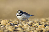 Image. Little Ringed Plover