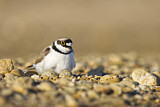 Image. Little Ringed Plover