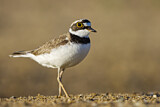 Image. Little Ringed Plover