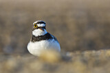 Image. Little Ringed Plover