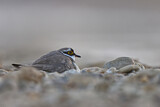 Image. Little Ringed Plover
