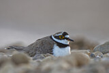 Image. Little Ringed Plover