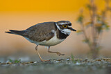 Image. Little Ringed Plover