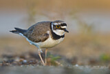 Image. Little Ringed Plover