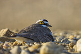 Image. Little Ringed Plover