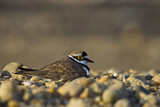 Image. Little Ringed Plover