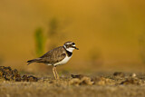 Image. Little Ringed Plover