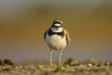 Image. Little Ringed Plover