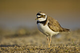 Image. Little Ringed Plover