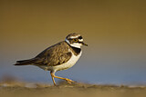 Image. Little Ringed Plover