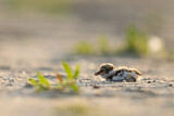 Image. Little Ringed Plover