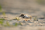 Image. Little Ringed Plover