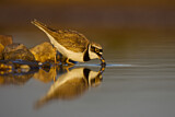 Image. Little Ringed Plover
