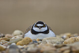 Image. Little Ringed Plover