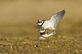 Image. Little Ringed Plover