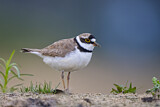 Image. Little Ringed Plover