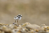 Image. Little Ringed Plover
