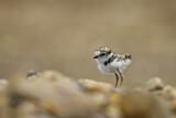 Image. Little Ringed Plover