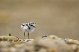 Image. Little Ringed Plover