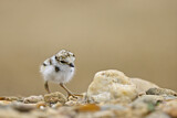Image. Little Ringed Plover