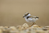 Image. Little Ringed Plover