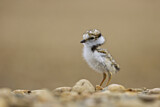 Image. Little Ringed Plover