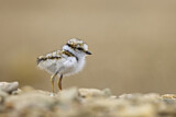 Image. Little Ringed Plover