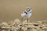 Image. Little Ringed Plover