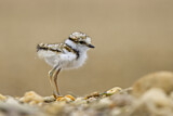 Image. Little Ringed Plover