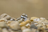 Image. Little Ringed Plover