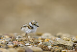 Image. Little Ringed Plover