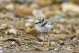 Image. Little Ringed Plover