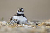 Image. Little Ringed Plover